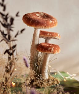 Velvet Mushrooms, Set of 3 Large